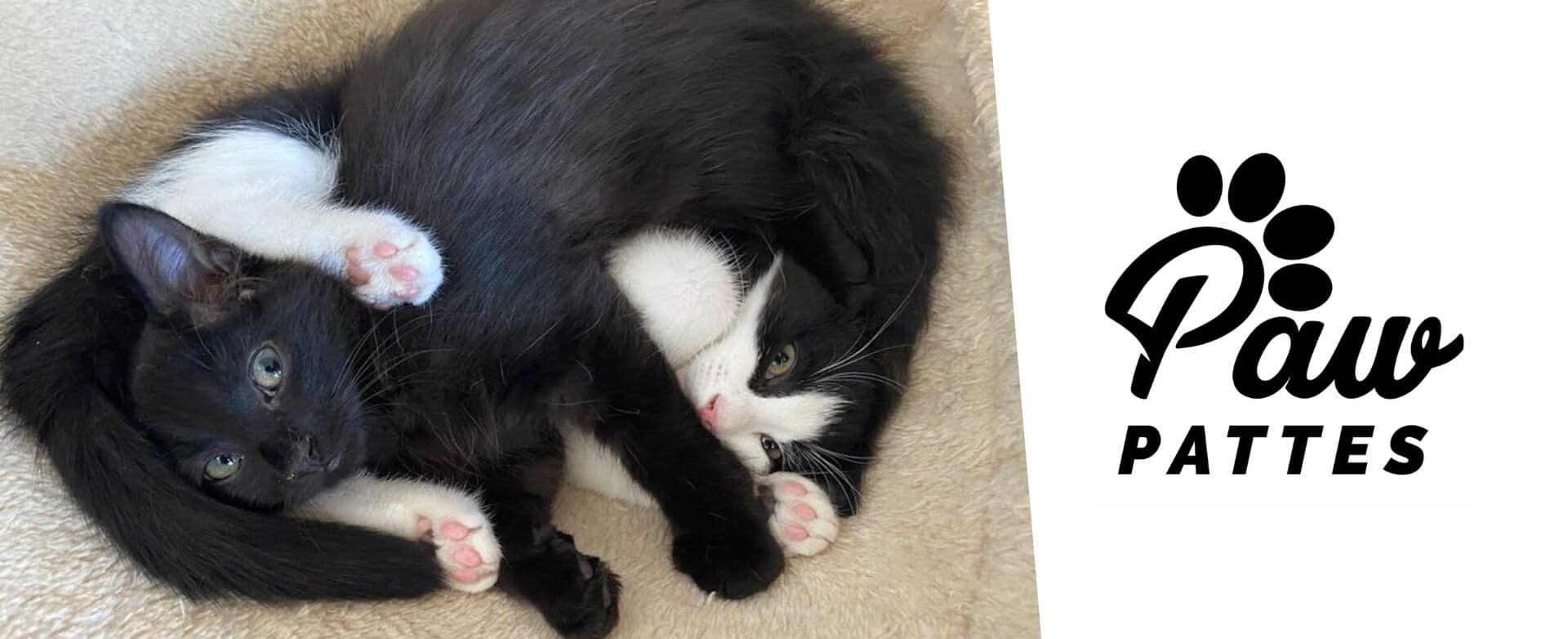 Paw pattes resized.jpg
