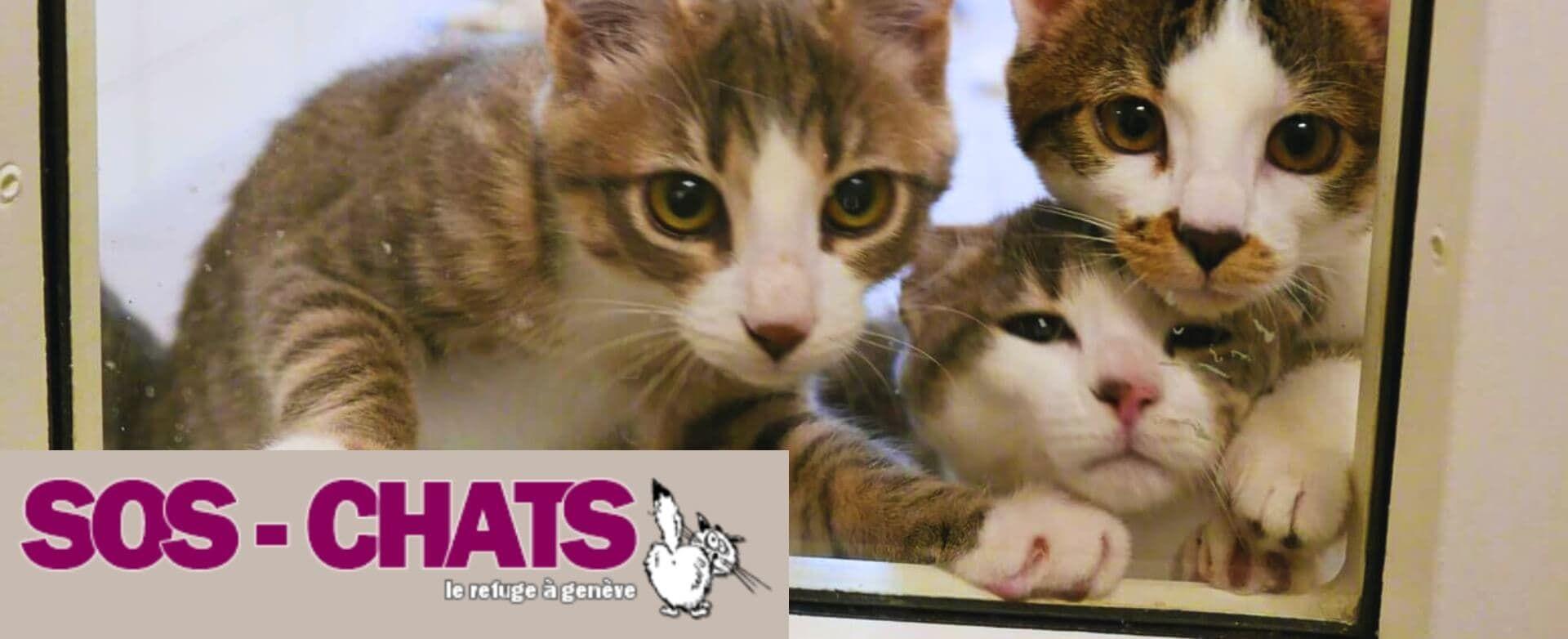 SOS chats resized.jpg